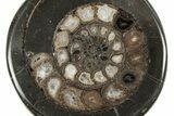 Polished Fossil Ammonite (Dactylioceras) Half - England #240745-1